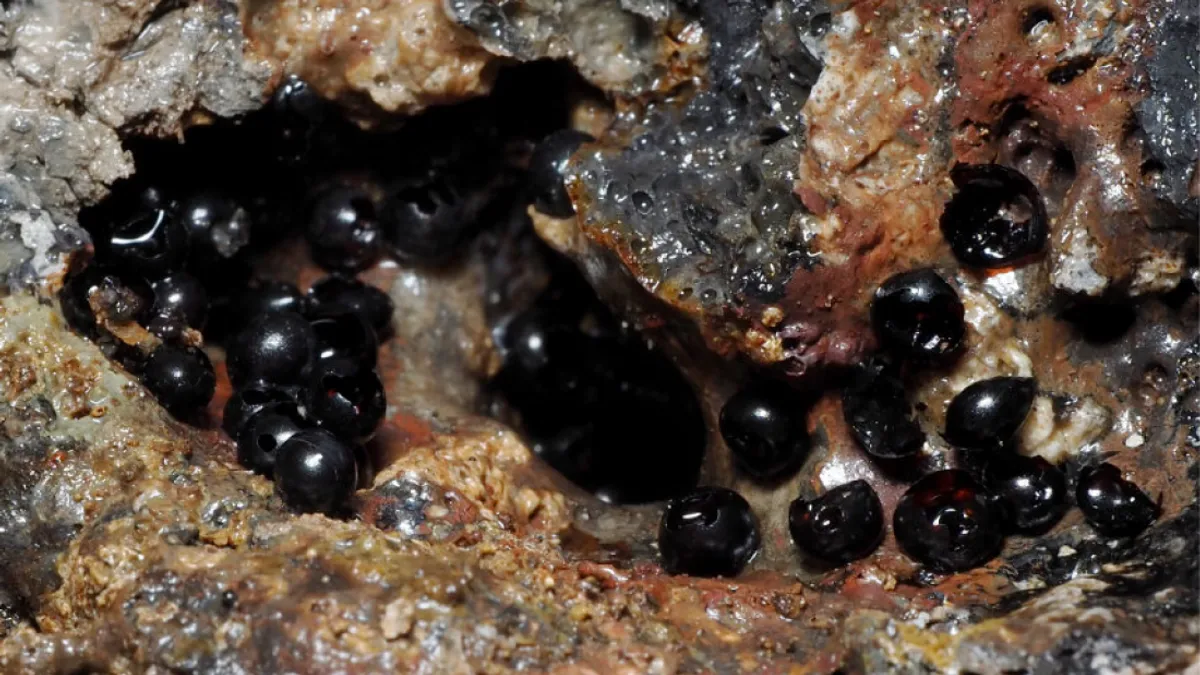 Deep Black Eggs in the Pacific Ocean reveals deepest free-living flatworms